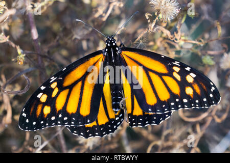 Weibliche monarch butterfly mit Flügel, Kalifornien Stockfoto