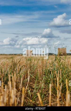 Erntegut Stoppeln auf einem bokeh Hintergrund von Heu Brötchen, Lettland. Stockfoto