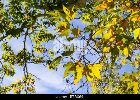 Western Sycamore Tree (Platanus racemosa) Blätter auf einen Himmel Hintergrund, Kalifornien Stockfoto
