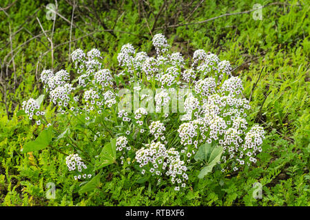 Blumen Alyssum (Lobularia maritima), Kalifornien Stockfoto