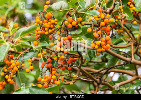 Detail der Früchte des Madrone Baum Früchte, Kalifornien Stockfoto