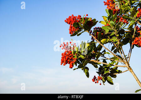 Leuchtend rote Toyon (heteromeles) Beeren, Kalifornien Stockfoto