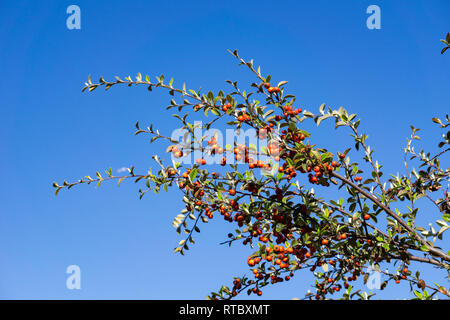 Kleine rote Früchte auf Ästen, Kalifornien Stockfoto