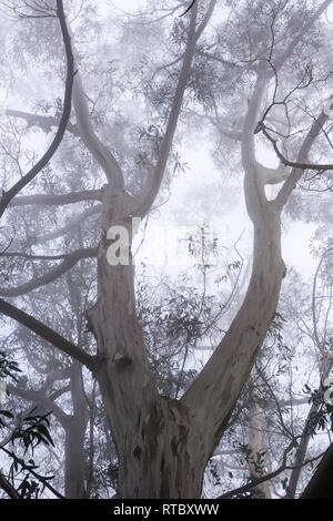 Foggy Eukalyptuswald, San Pedro Valley County Park, Kalifornien Stockfoto