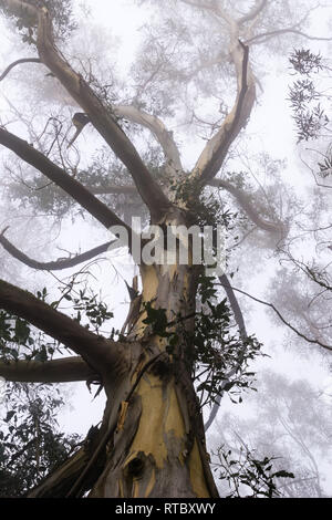Foggy Eukalyptuswald, San Pedro Valley County Park, Kalifornien Stockfoto