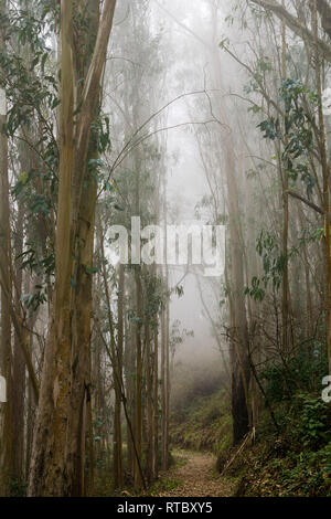 Foggy Eukalyptuswald, San Pedro Valley County Park, Kalifornien Stockfoto