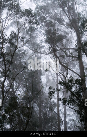 Foggy Eukalyptuswald, San Pedro Valley County Park, Kalifornien Stockfoto