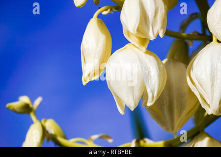 Detail von Yucca madrensis Blume, Kalifornien Stockfoto