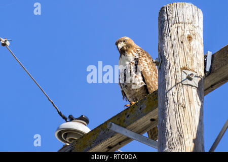 Juvenile Red-tailed Hawk (Buteo Jamaicensis) auf hölzernen Strommast thront, San Francisco Bay, Kalifornien Stockfoto