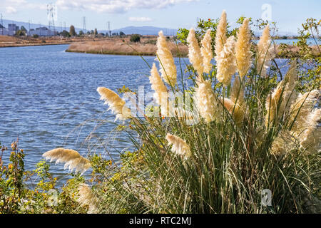 Pampas Gras auf den Bay Trail in der Nähe von Sunnyvale, Kalifornien Stockfoto