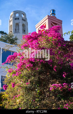 Dekorative lila Bougainvillea Bush am Telegraph Hill, Coit Tower auf dem Hintergrund, San Francisco, Kalifornien Stockfoto