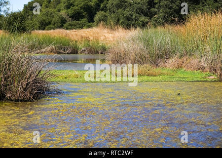 Redfern Teich an einem Herbsttag, Henry Coe State Park, Kalifornien Stockfoto