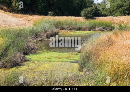 Redfern Teich an einem Herbsttag, Henry Coe State Park, Kalifornien Stockfoto