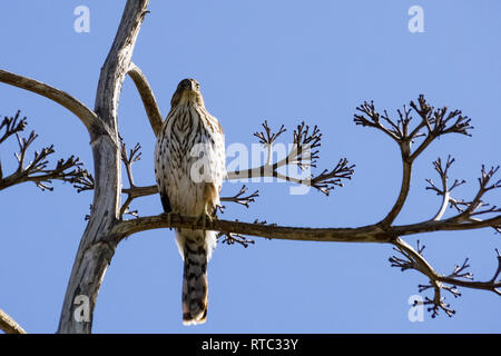 Juvenile Cooper's hawk auf eine Niederlassung, South San Francisco Bay, Alviso, Kalifornien Stockfoto