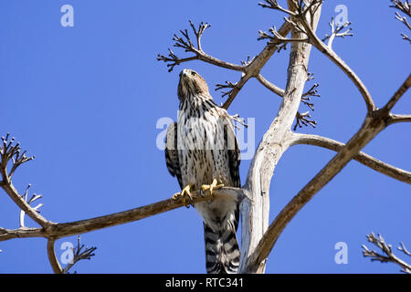 Juvenile Cooper's hawk auf eine Niederlassung, South San Francisco Bay, Alviso, Kalifornien Stockfoto