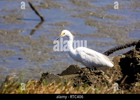 Snowy Egret Jagd auf der Küstenlinie von Baylands Park, Palo Alto, Kalifornien Stockfoto