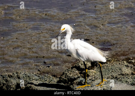 Snowy Egret Jagd auf der Küstenlinie von Baylands Park, Palo Alto, Kalifornien Stockfoto