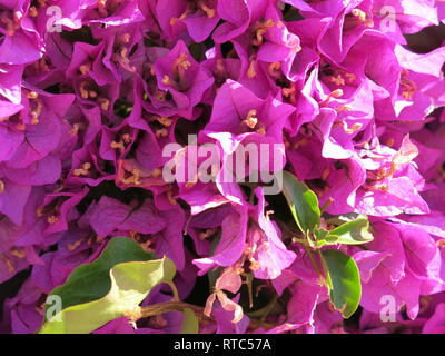 In der Nähe von hellen rosa Bougainvilleen, weiß auch, wie 'Blume'. Stockfoto