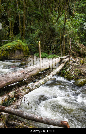 Die cocora Tal (Spanisch: Valle de Cocora) ist ein Tal in der Abteilung der Quindío, gerade außerhalb der hübsche kleine Stadt des Salento, in dem Land, Stockfoto