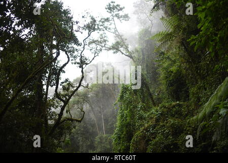 Die cocora Tal (Spanisch: Valle de Cocora) ist ein Tal in der Abteilung der Quindío, gerade außerhalb der hübsche kleine Stadt des Salento, in dem Land, Stockfoto