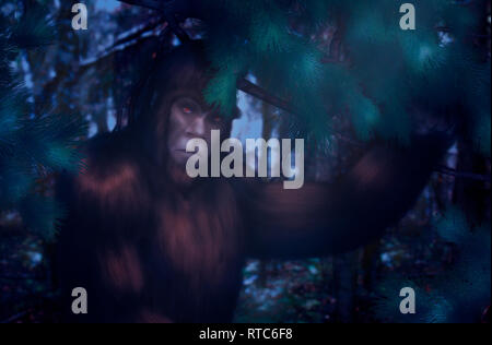 Bigfoot versteckt hinter einer Kiefer Niederlassung im Wald auf einer mondhellen Nacht. Stockfoto