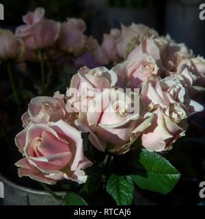 Die weißen Rosen auf einem Hocker am Eingang des Flower Shop Stockfoto