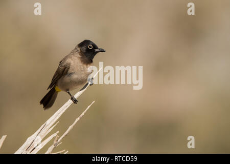 Weiß-spectacled Bulbul/Pycnonotus xanthopygos Stockfoto