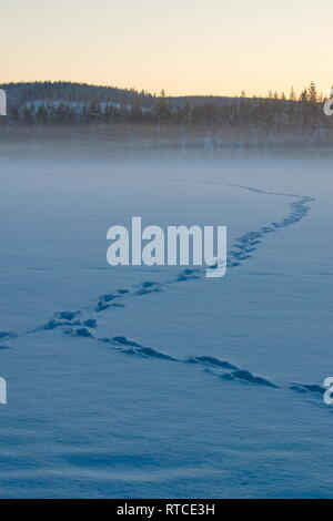 Tierspuren führen durch den Schnee auf einem zugefrorenen See in der Abenddämmerung. Stockfoto