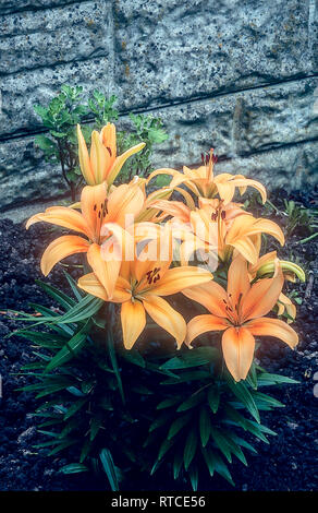 Eine Abteilung 7 d (Oriental hybrid) Lillium Aprikose, Stigmatisierung und Staubgefäße und Aprikose tepalen. Ideal für wachsende in Grenzen und auf der Veranda in der Badewanne. Stockfoto