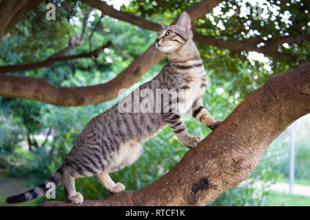 Gestreiftes Kätzchen klettert einen Baum im Garten. Ein gestreiftes Kätzchen mit einem lustigen kleinen Gesicht auf einem Spaziergang klettert einen Baum im Garten. Closeup Foto. Stockfoto