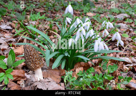 Morchella conica oder Schwarz morel Pilz Lebensraum teilen mit großen Cluster von frühen Frühling Schneeglöckchen Blumen Stockfoto