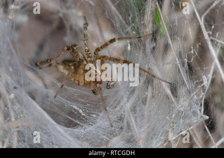 Funnelweb Spider, Familie Agelenidae, männlich im Web Stockfoto