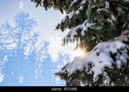 Winter Sonne durch den verschneiten Tannenzweigen. Winter Tannenwald. Silhouetten von Tannen. Fichtenwald im Winter. Fichte Wald unter Schnee. Natu Stockfoto