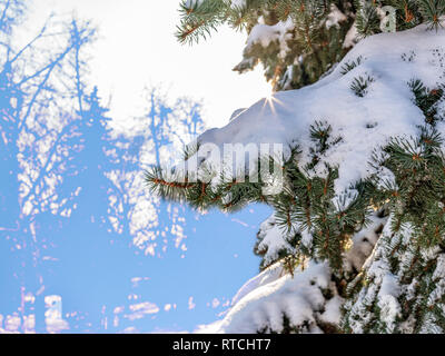 Winter Sonne durch den verschneiten Tannenzweigen. Winter Tannenwald. Silhouetten von Tannen. Fichtenwald im Winter. Fichte Wald unter Schnee. Natu Stockfoto