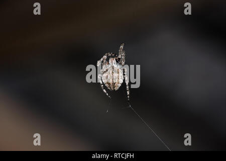 Detail auf eine Spinne in der Mitte eines Web gerade erst begonnen Stockfoto