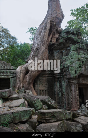 Wurzeln der Tetrameles Nudiflora dringen in eine Wand des Innenhofes, Ta Prohm, Angkor, Siem Reap, Kambodscha Stockfoto