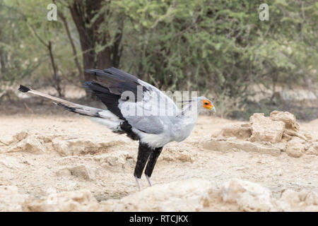 Staatssekretär Vogel, Sagittarius serpentarius, in ein Wasserloch in der Nähe von Nossob, Kgalagadi Transfrontier Park, Kalahari, Northern Cape, Südafrika. Seitenansicht Stockfoto