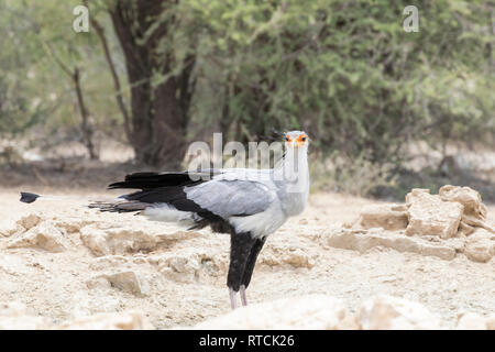 Secretarybird (Sagittaruis serpentarius) aka Scretary Bird in Waterhole near Nossob Camp, Kgalagadi Transfrontier Park, Northern Cape, Südafrika Stockfoto