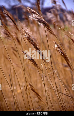 Klingen aus Schilf in marschland an Talkin Tarn, Cumbria, Großbritannien Stockfoto