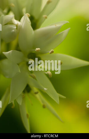 Makro Nahaufnahme eines Lösegeldes Blume Stockfoto