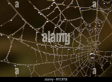 Das Spinnennetz mit Tautropfen am Morgen fast Stockfoto