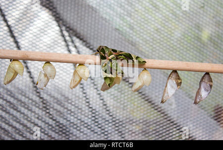 Daphnis nerii, der Oleander Hawk-moth oder Armee grün Moth ist der Familie Schwärmer. Die Motte ist auf Holz zusammen mit Schmetterling Hauben. Stockfoto