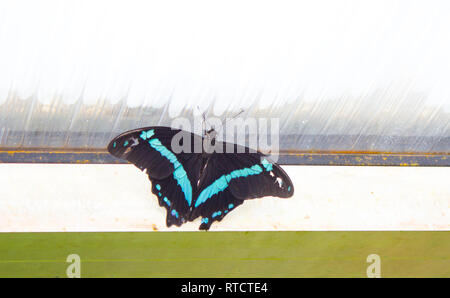 Papilio Palinurus-arten, der Smaragd Schwalbenschwanz, Smaragd Pfau, blau-Gebändert Pfau auf dem Schreibtisch. Stockfoto