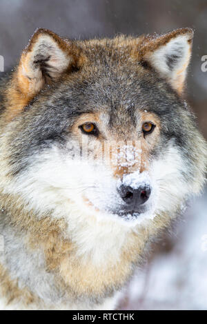 Nahaufnahme der fokussierten Wolf steht in schönen und kalten Winter Forest Stockfoto