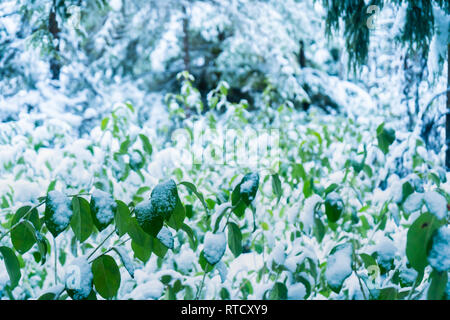 Helle grüne Blätter auf einen Wald im Schnee nach einem Schneesturm im Winter, mit immergrünen Bäumen unscharf im Hintergrund. Stockfoto