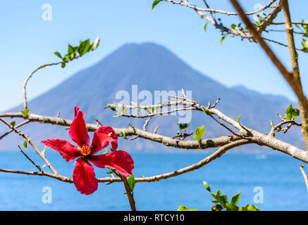 Nahaufnahme von rosa Hibiskus Blume auf Verzweigung vor Vulkan auf - Atitlan See, Guatemala, Mittelamerika Stockfoto