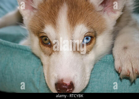 Blaue Augen Siberian Husky Welpen Kopf. 8 Wochen alte Hündin headshot mit violett Leine und Sandstrand Hintergrund. Stockfoto