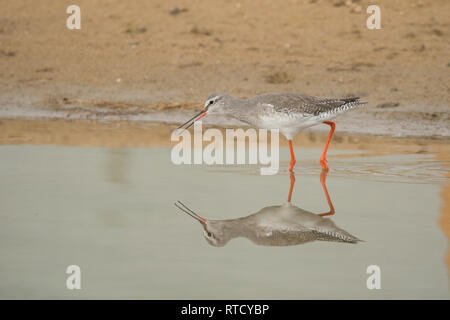 Rotschenkel Tringa erythropus beschmutzt/ Stockfoto