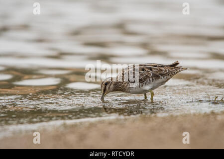 Bekassine Gallinago gallinago/ Stockfoto