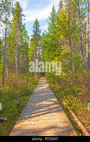 Boardwalk in der borealen Wald auf der Fichten Bog Trail im Algonquin Provincial Park in Ontario Stockfoto